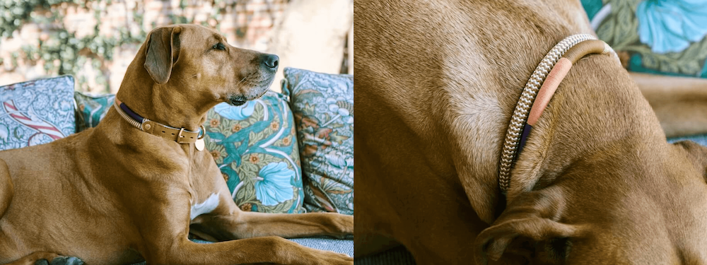 How to Choose the Best Collar Type for Your Dog