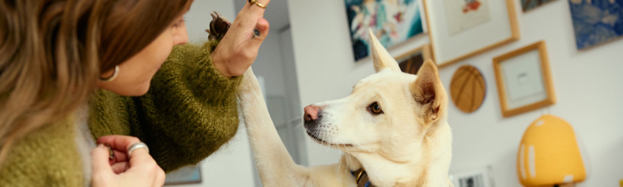 The UDN: Unofficial Dog Network