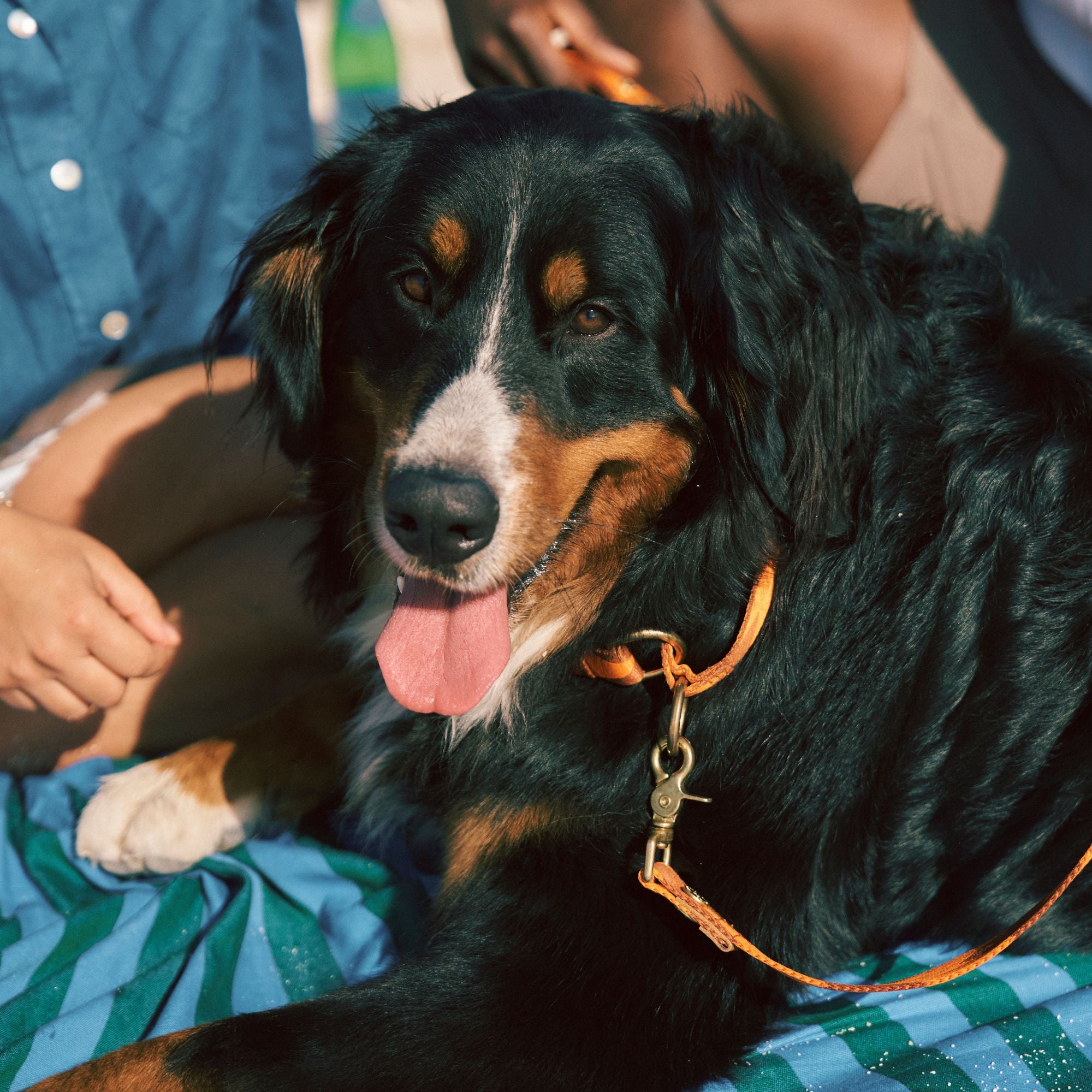 Adjustable Martingale Collar | Orange & Cognac