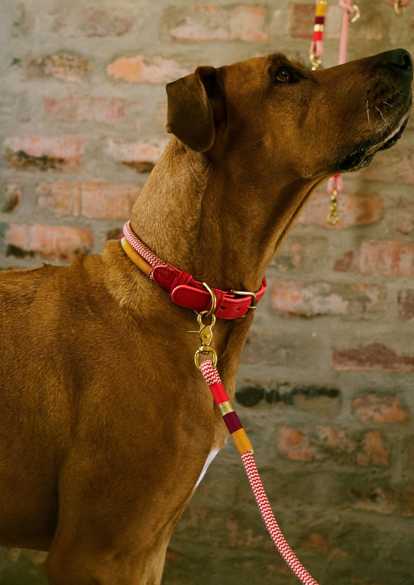 Adjustable Dog Collar | Fezzy