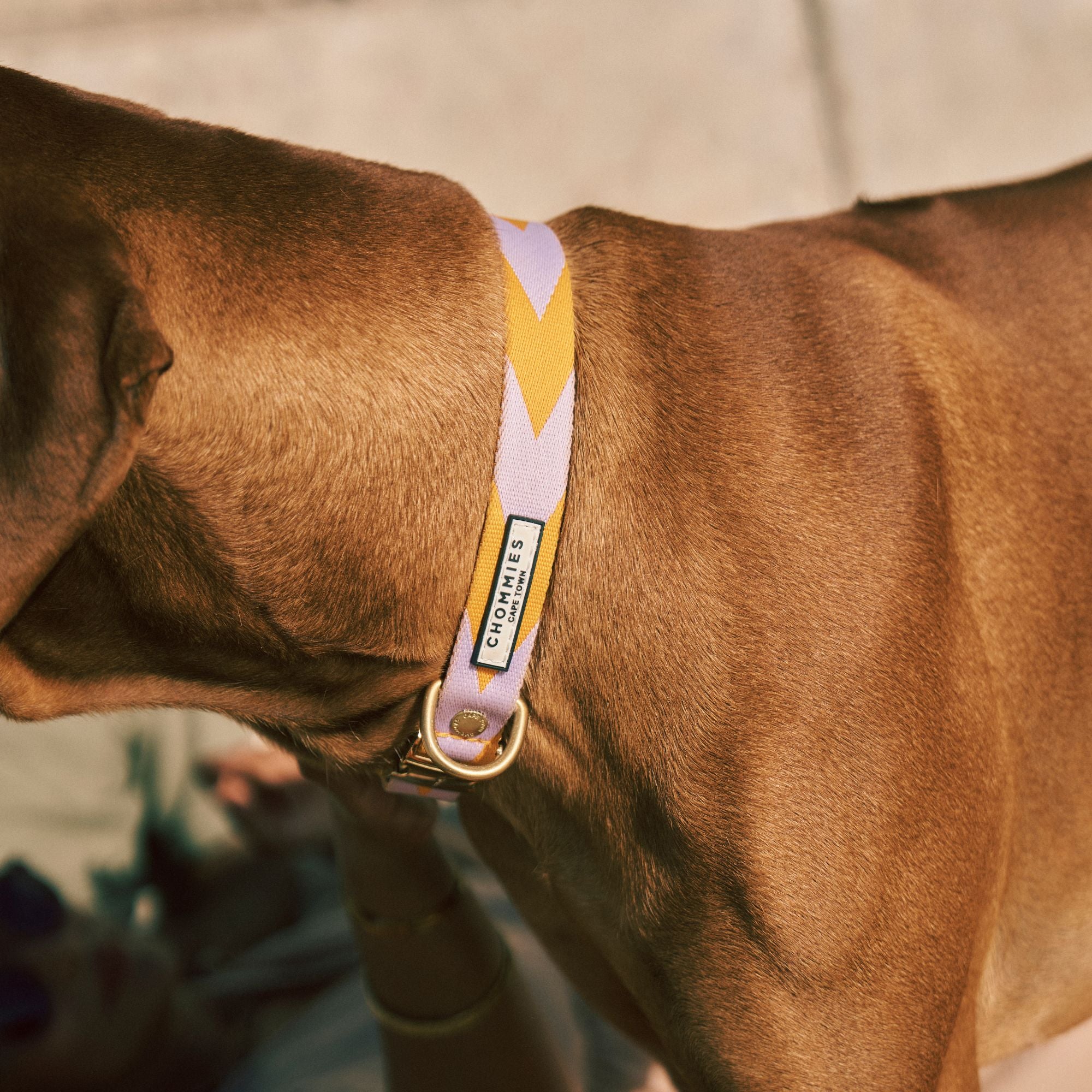 Adjustable Quick-Release Collar | Lilac & Yellow
