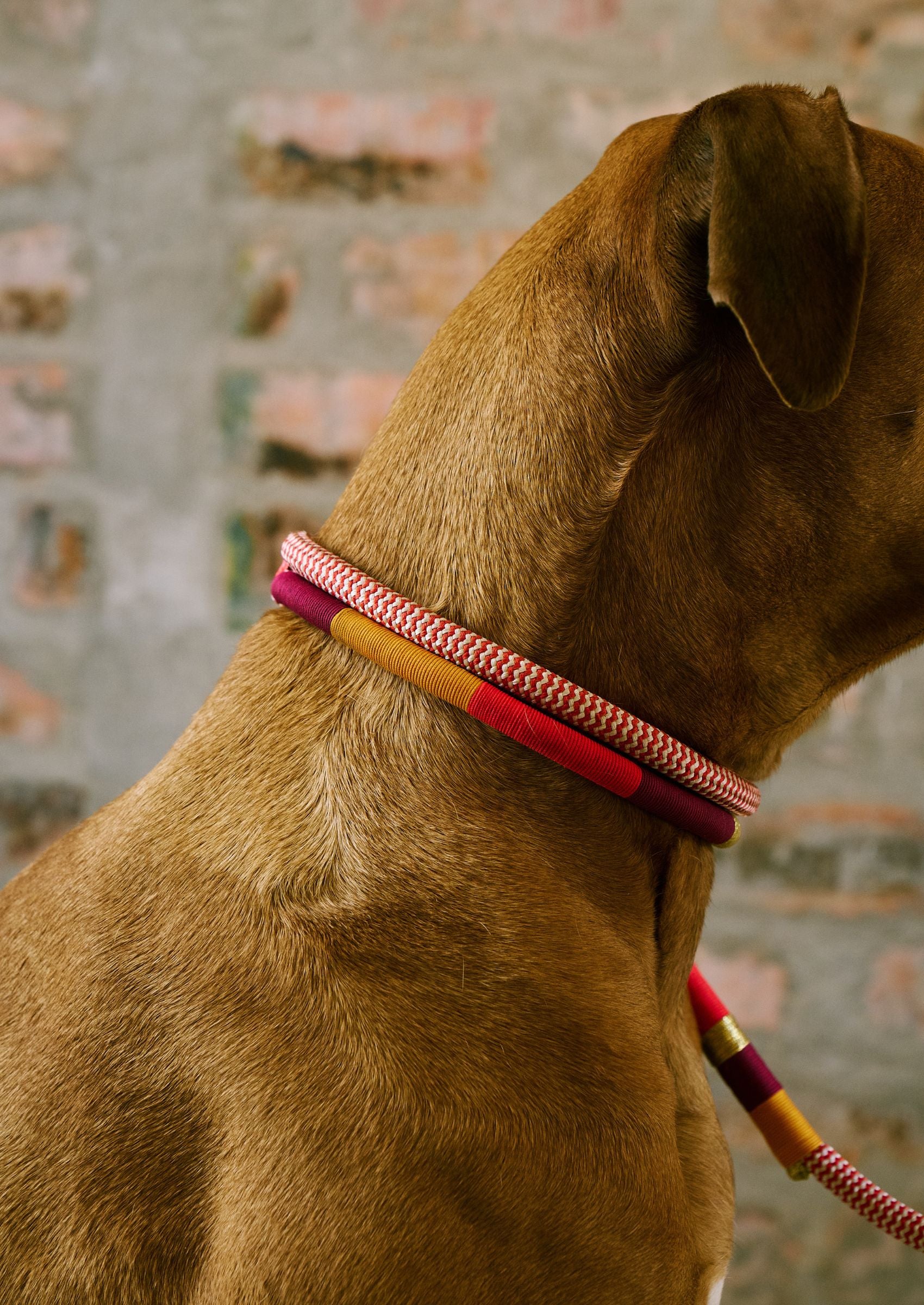 Adjustable Dog Collar | Fezzy
