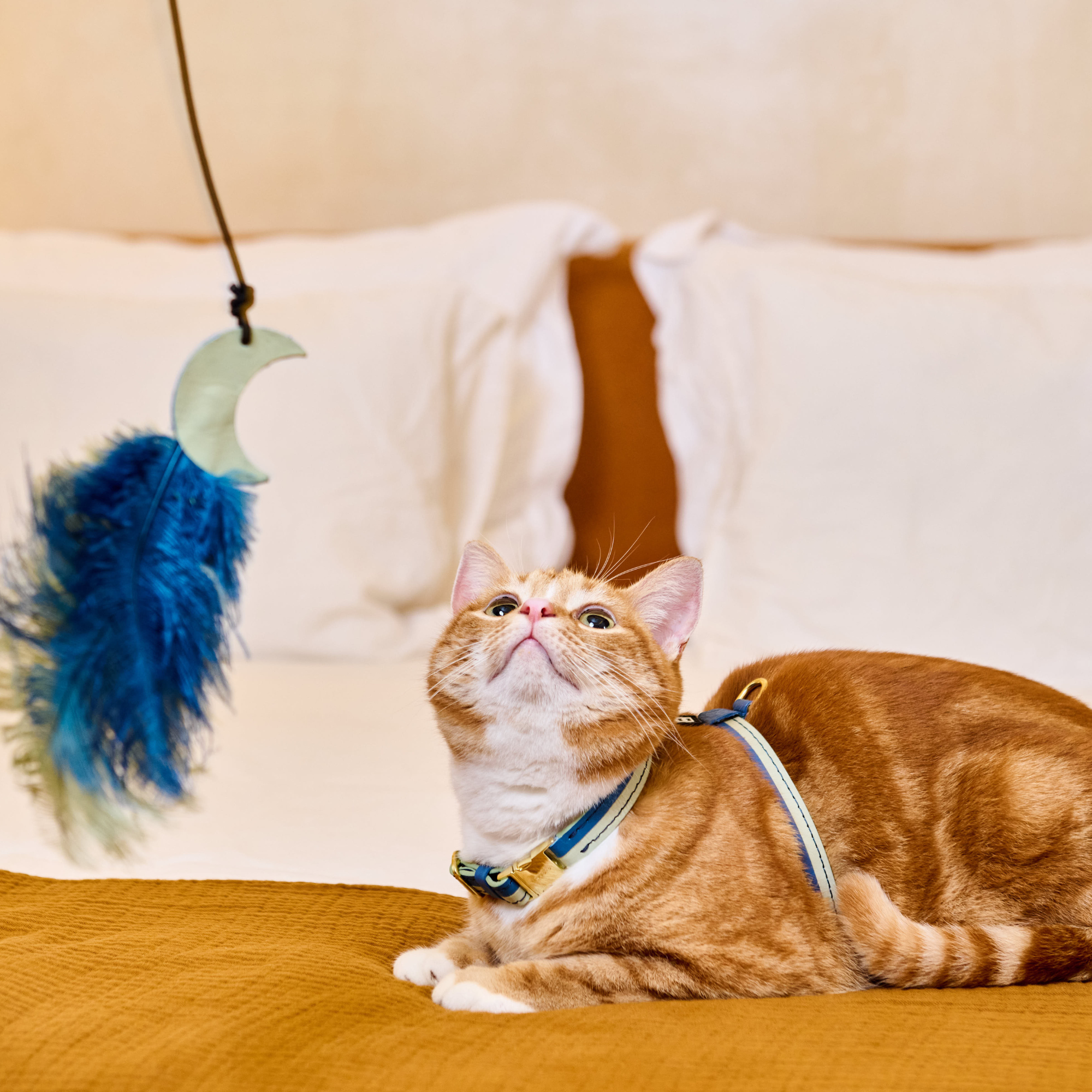 The Tease Cat Toy