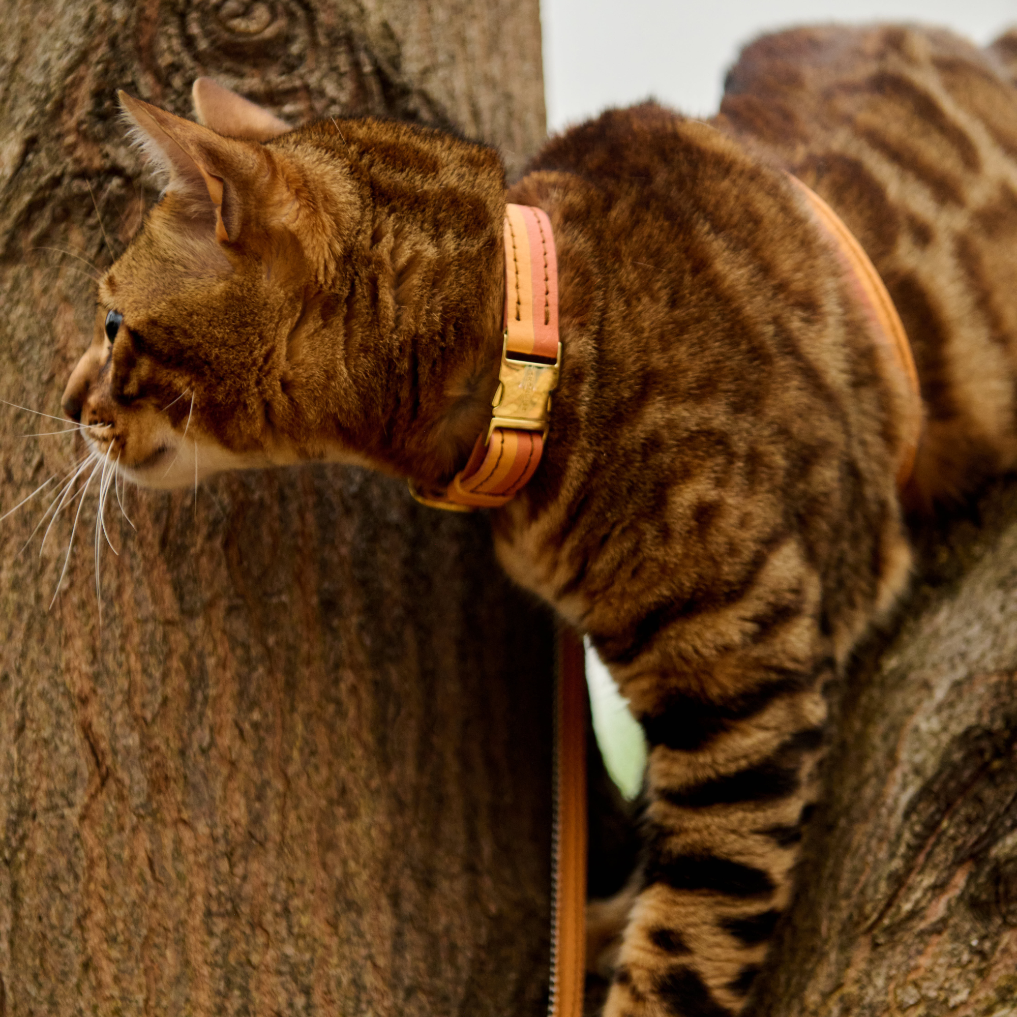Leather Cat Leash