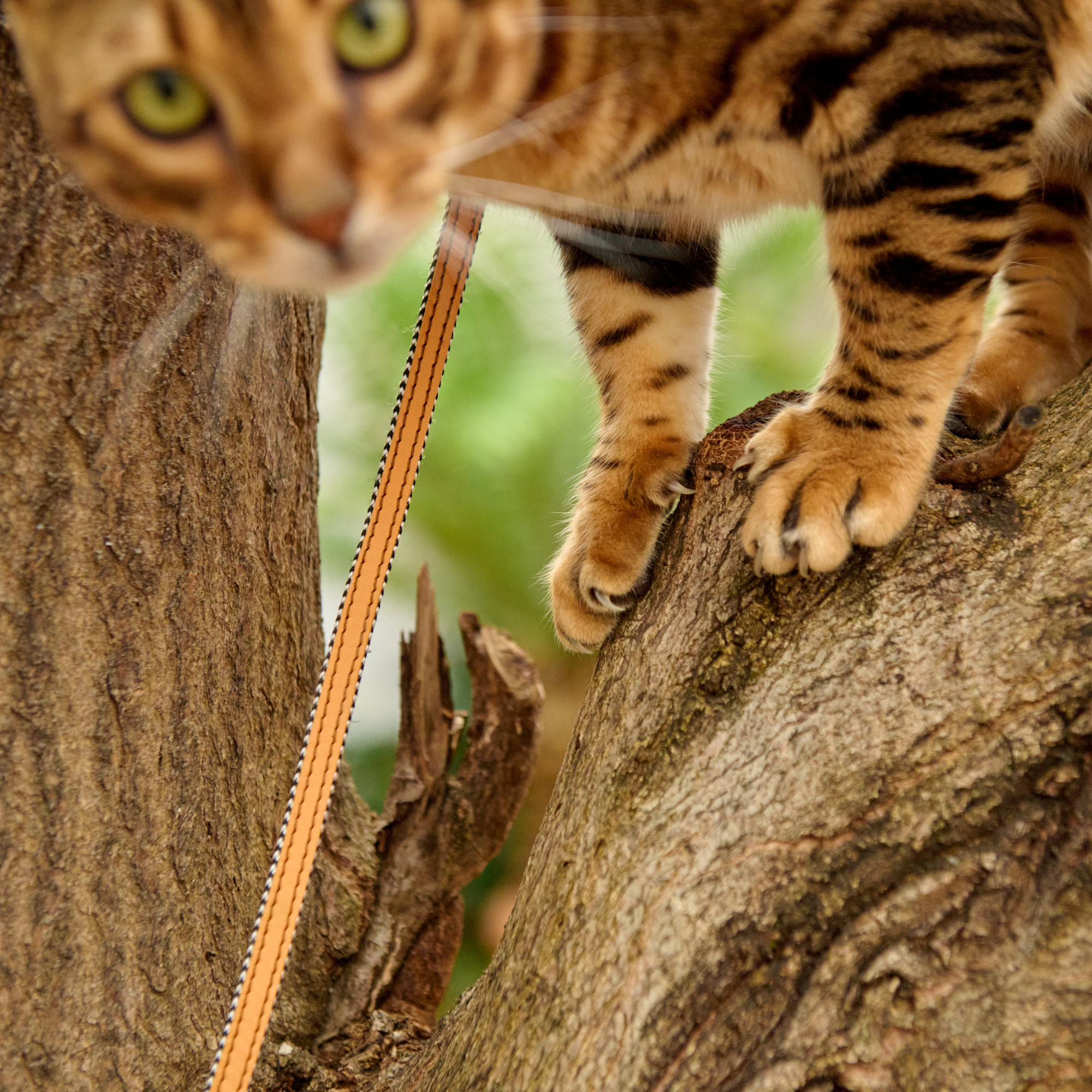 Leather Cat Leash