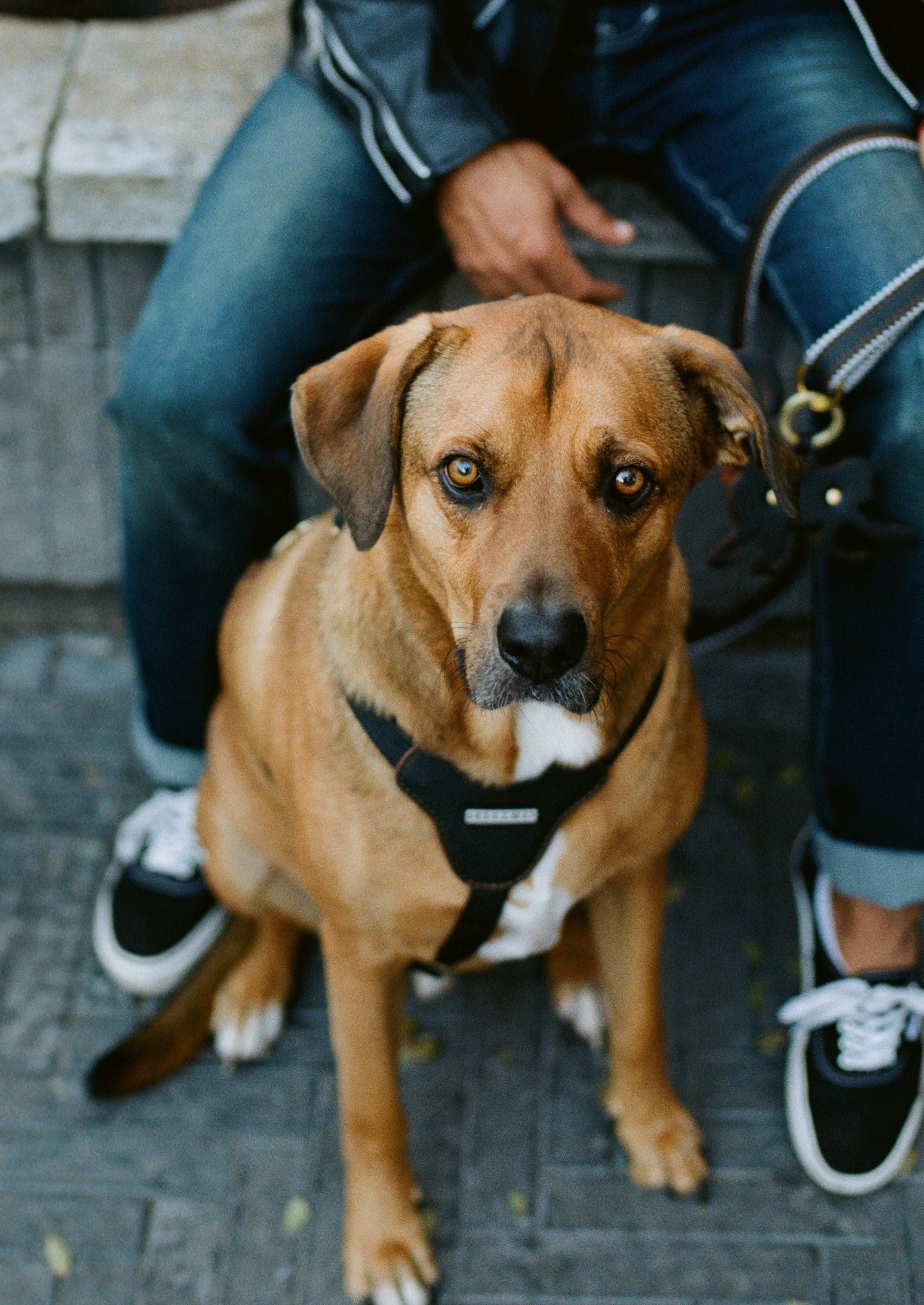 black leather dog harness