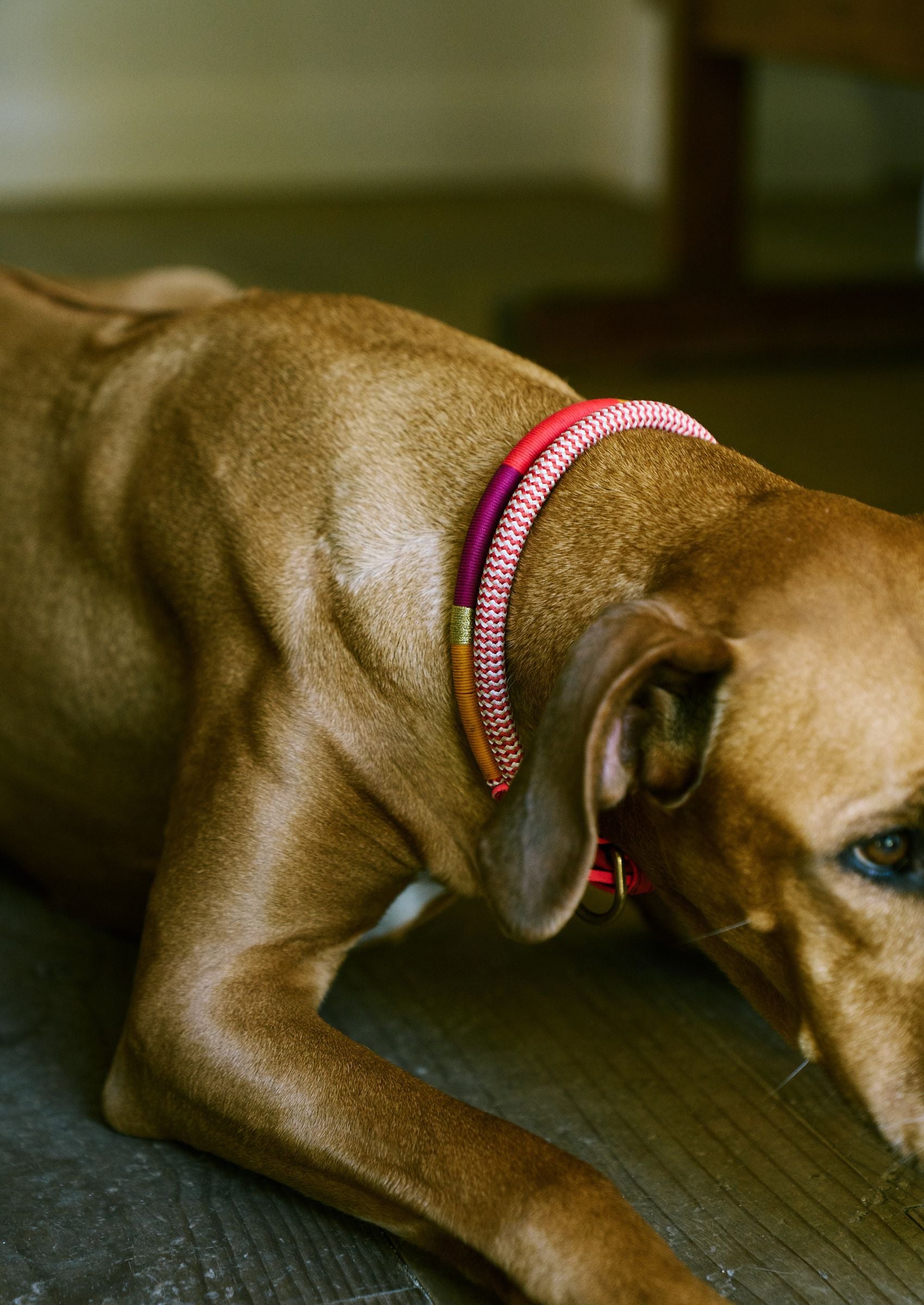 Adjustable Dog Collar | Fezzy