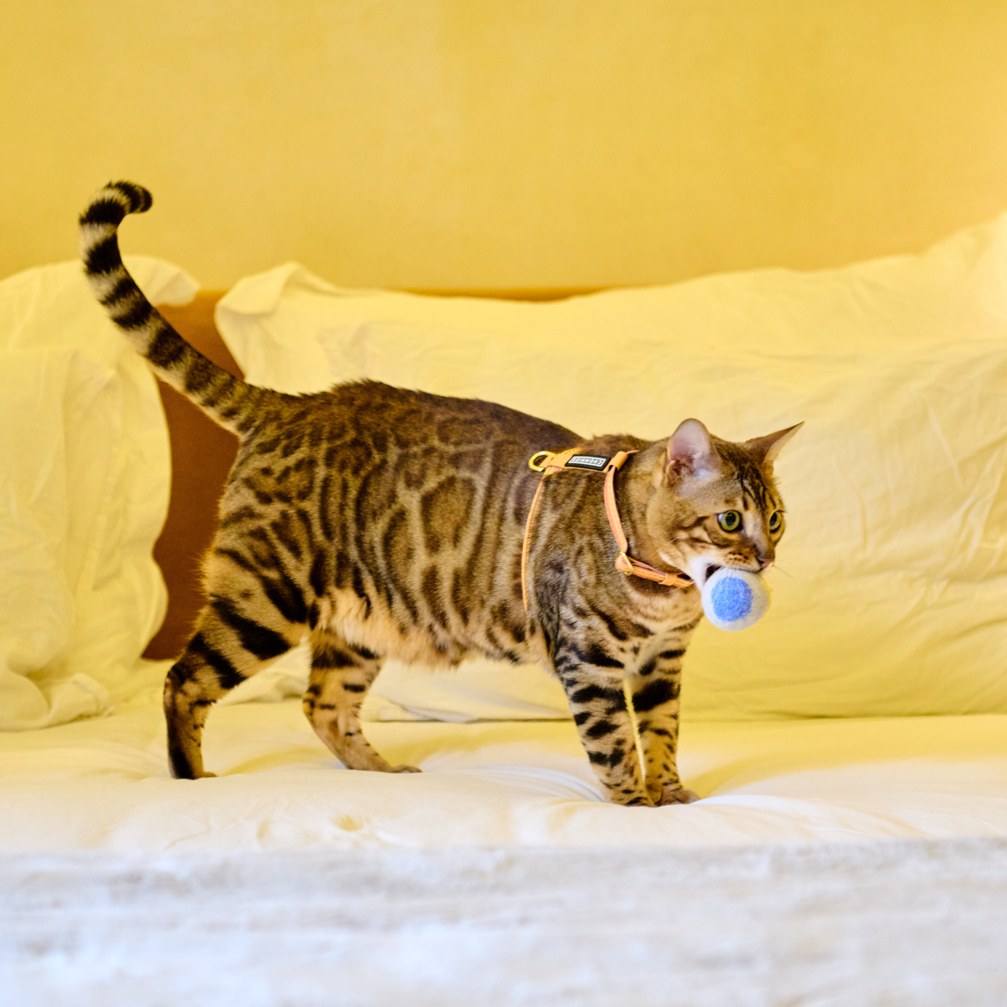 Woollen Cat Ball with Bell & Catnip | Rainbow