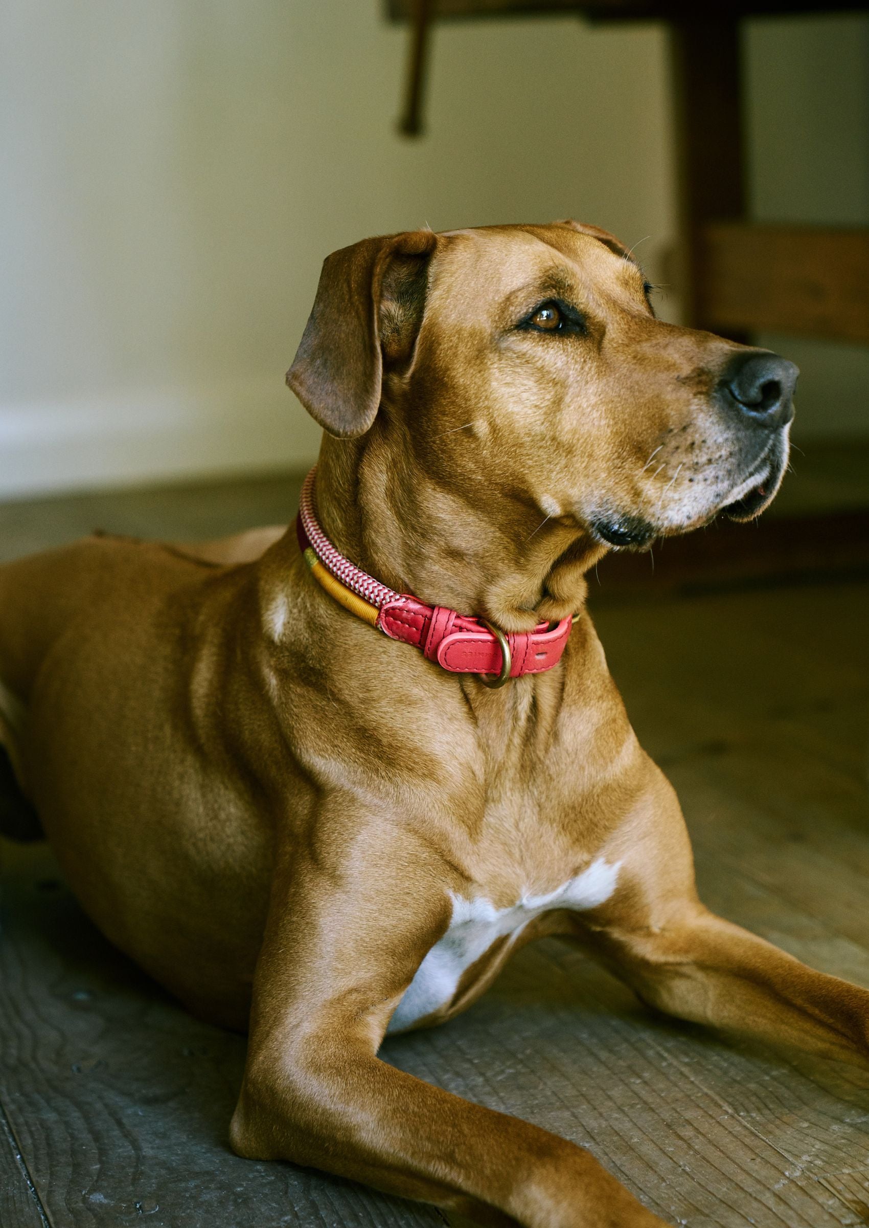 Adjustable Dog Collar | Fezzy