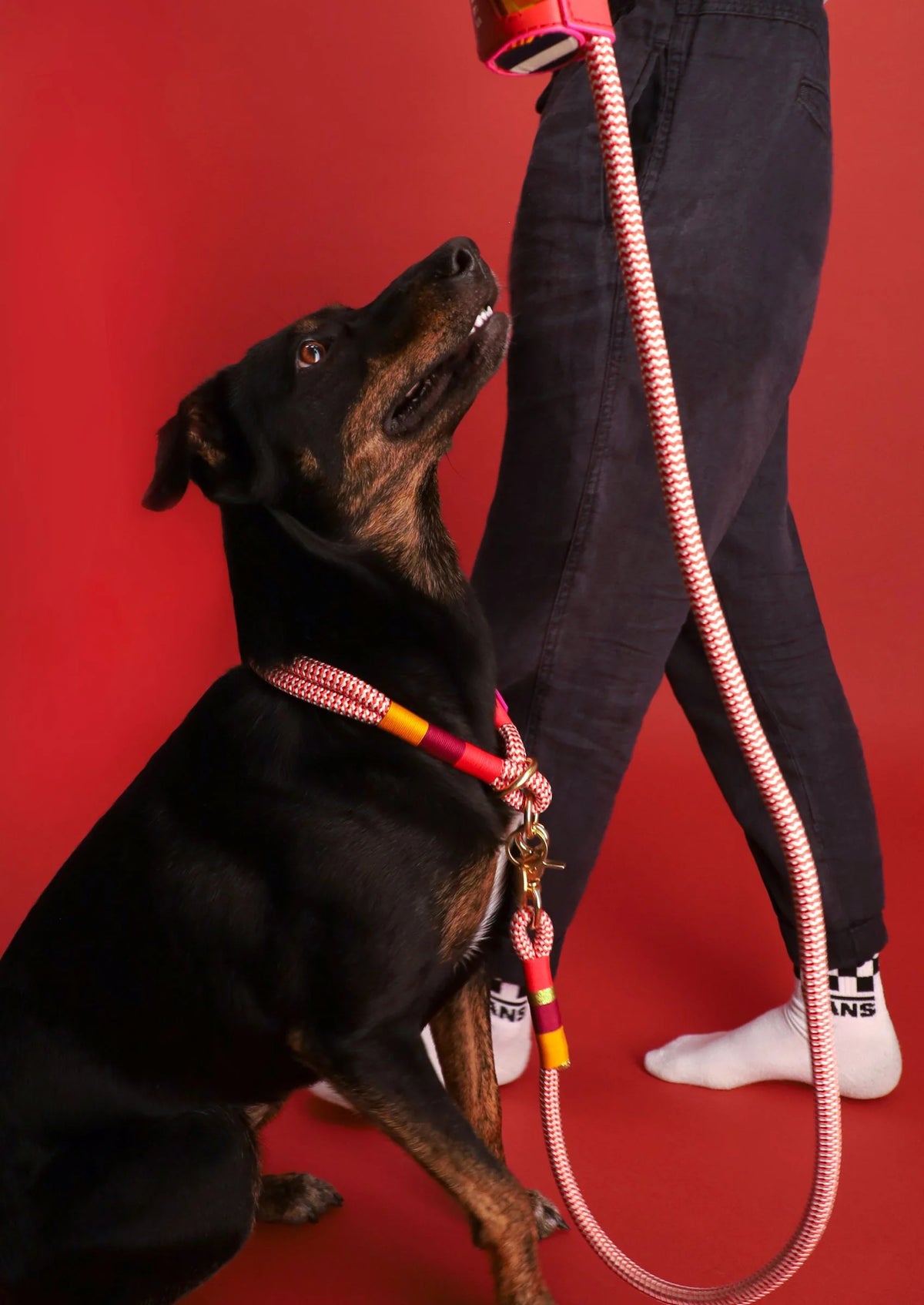 Everyday Dog Leash | Fezzy