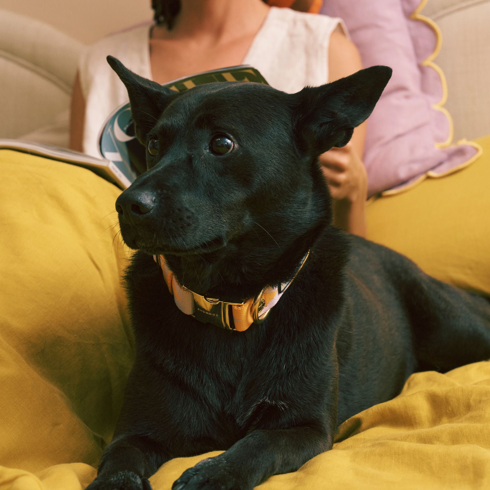 Adjustable Quick-Release Collar | Lilac & Yellow