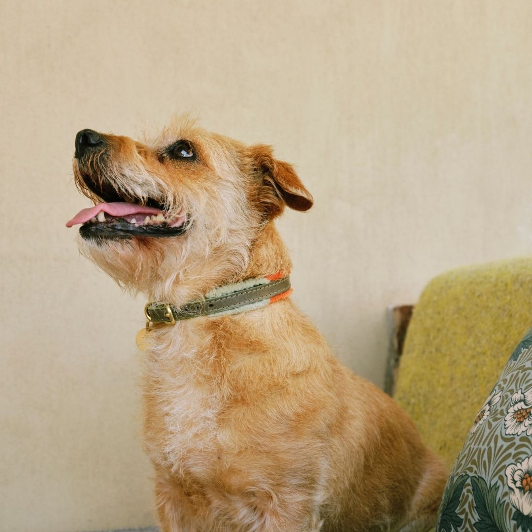 Adjustable Small Dog Collar | Pomm Pomm Spring