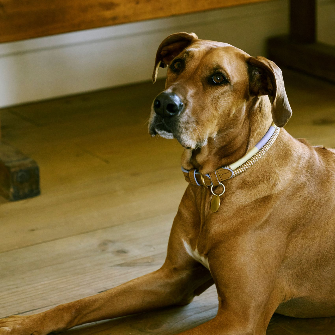 Adjustable Dog Collar | Summer