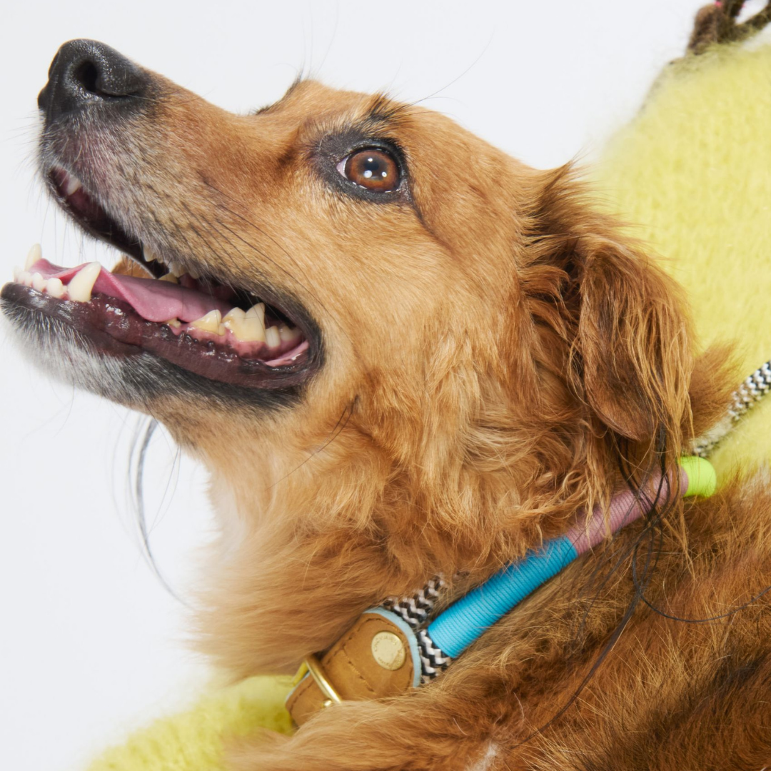 Dog wearing a yellow sweater with a white background