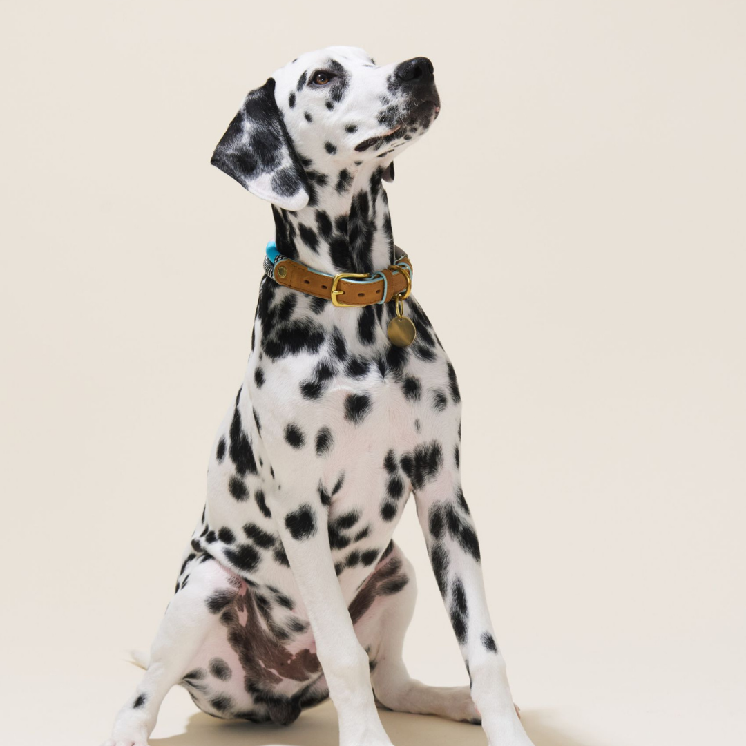 Dalmatian dog wearing a collar on a beige background