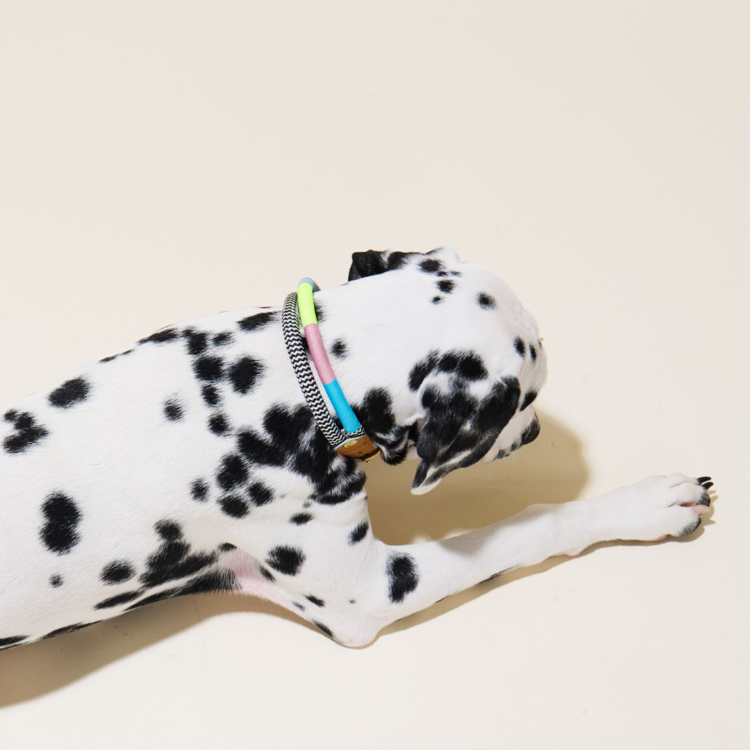 Dalmatian dog wearing a colorful collar on a beige background
