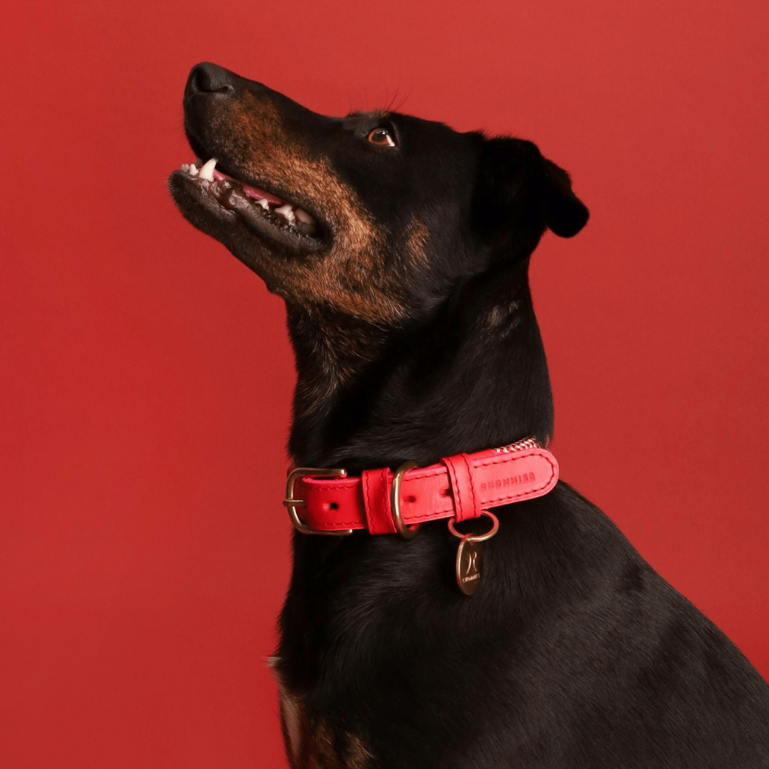 Adjustable Dog Collar | Candy Cane