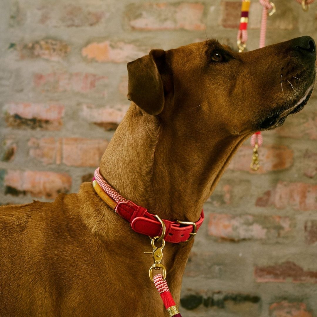 Adjustable Dog Collar | Fezzy