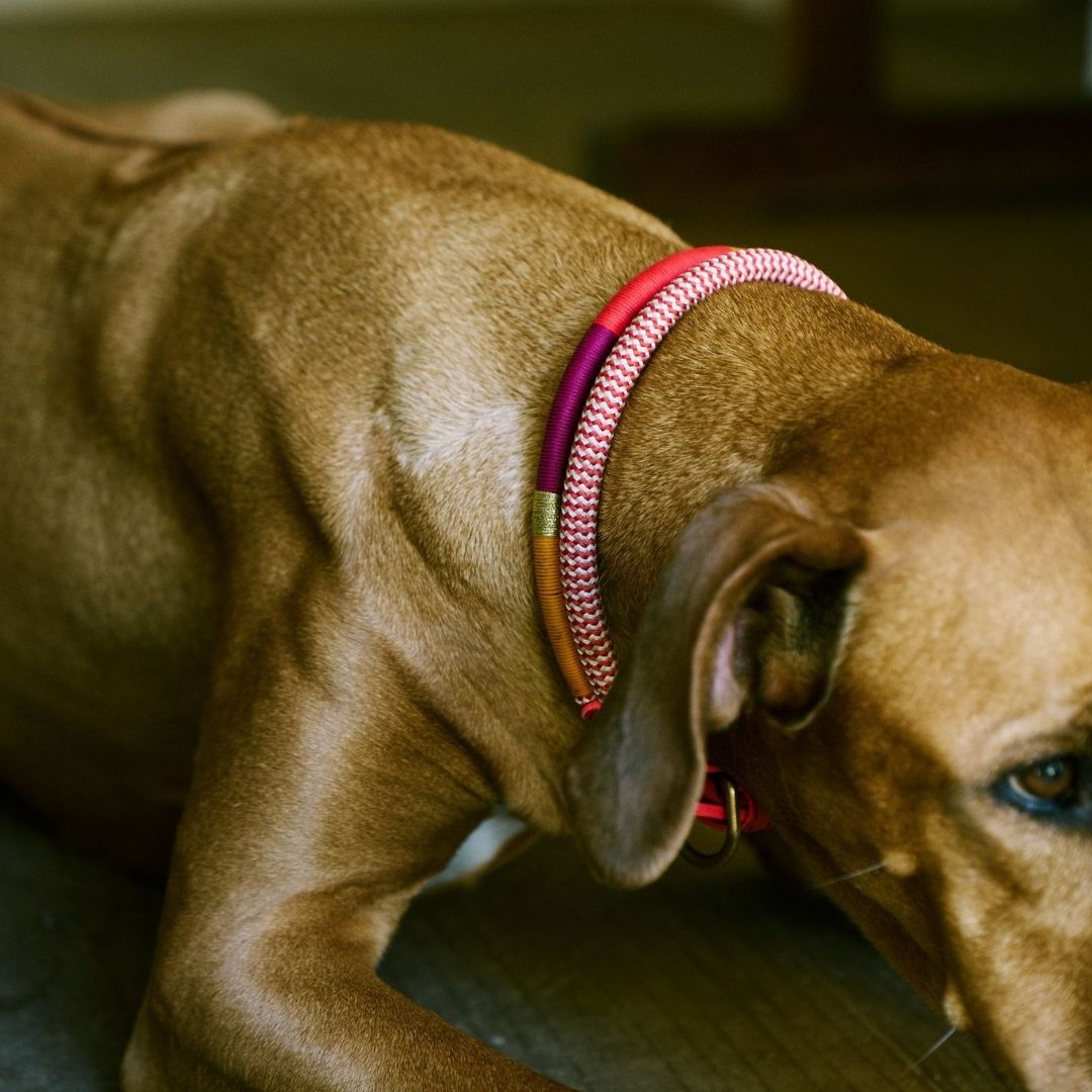 Adjustable Dog Collar | Fezzy
