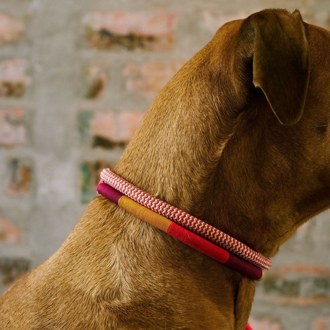 Adjustable Dog Collar | Fezzy