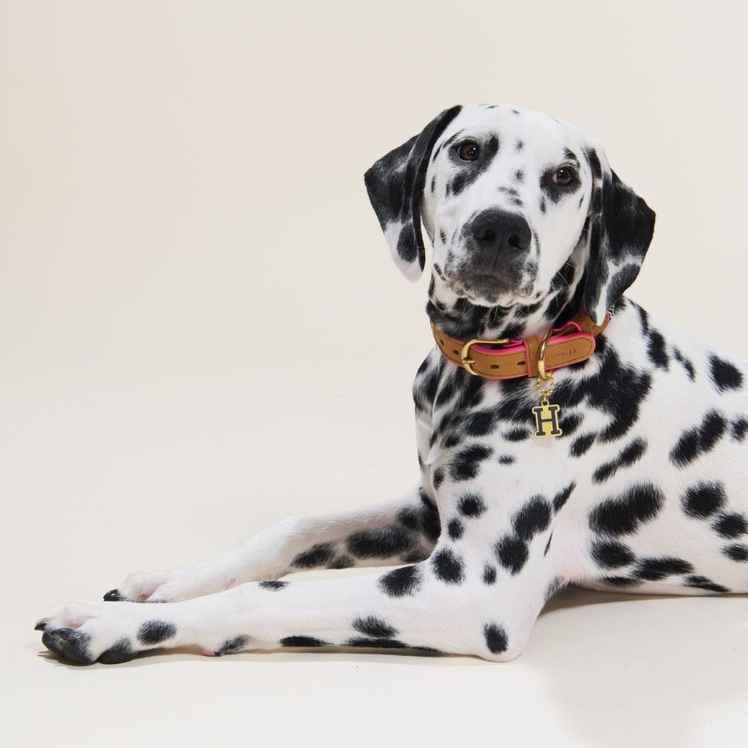 Adjustable Dog Collar | Shongololo on BW