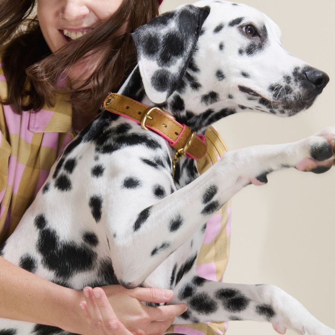 Adjustable Dog Collar | Shongololo on BW