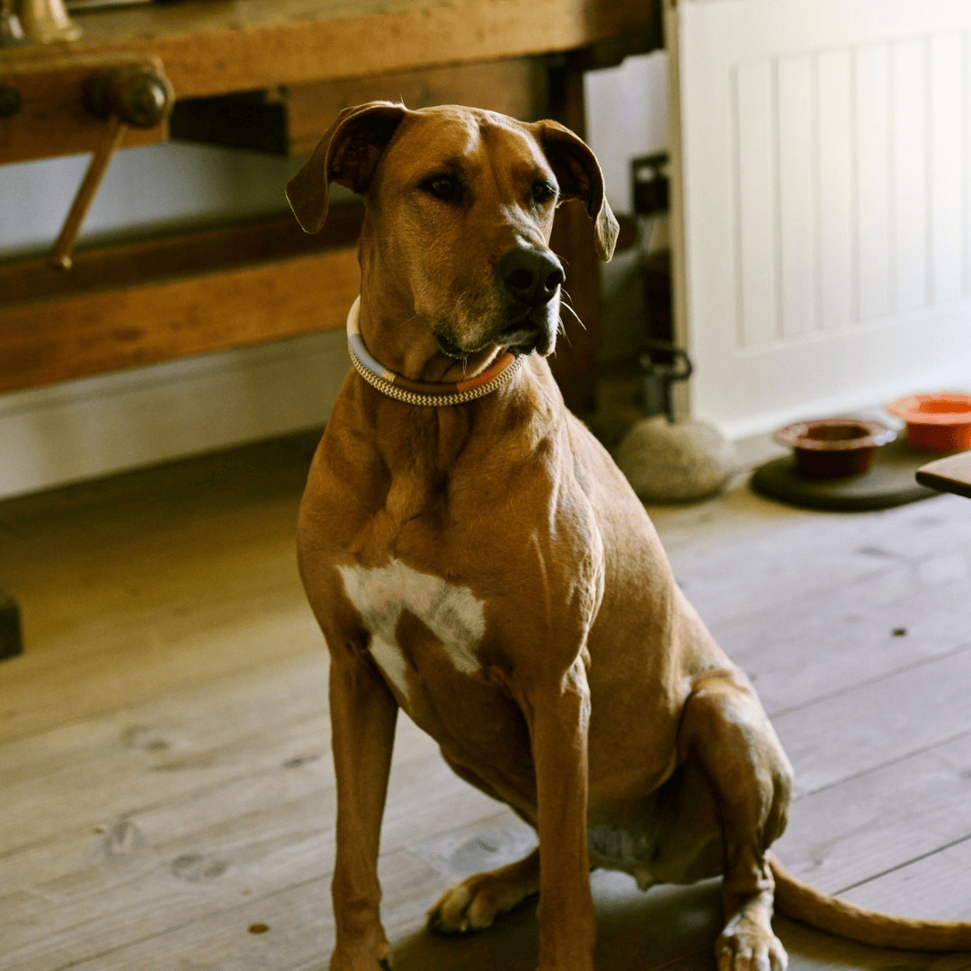 Adjustable Dog Collar | Summer