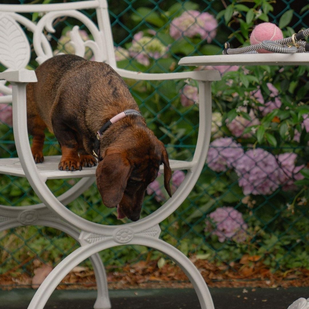 Adjustable Dog Collar | Tennis Court
