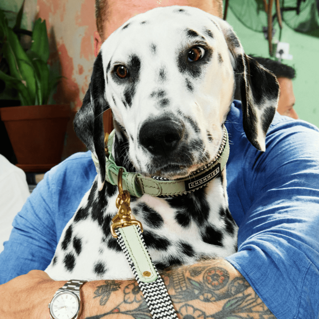 Dalmatian dog wearing a green collar with a person holding it, with a blurred background.
