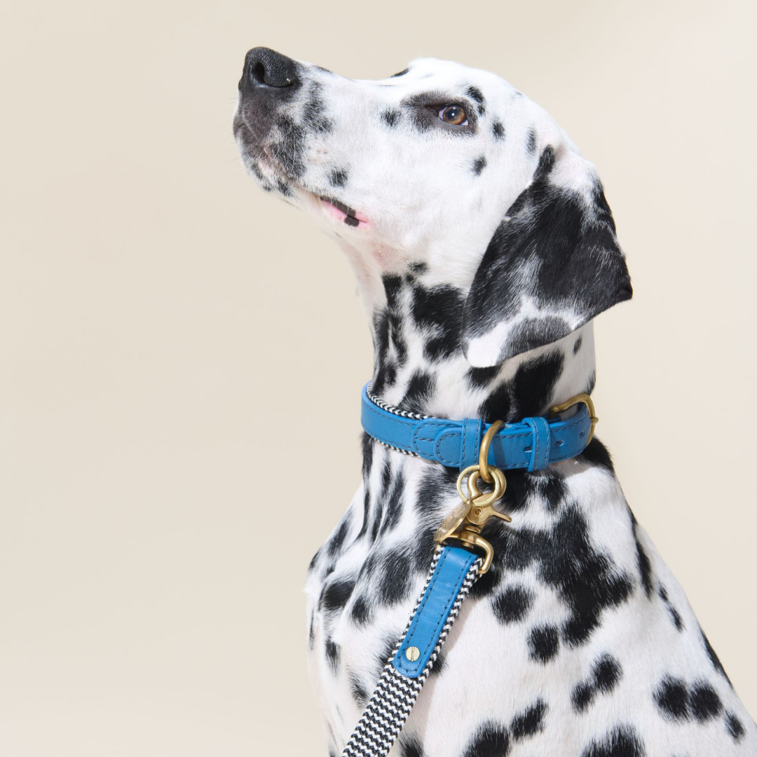 Adjustable Leather Dog Collar | Bloublommetjie