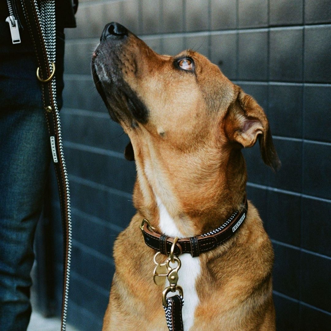 Adjustable Leather Dog Collar | Hendrix