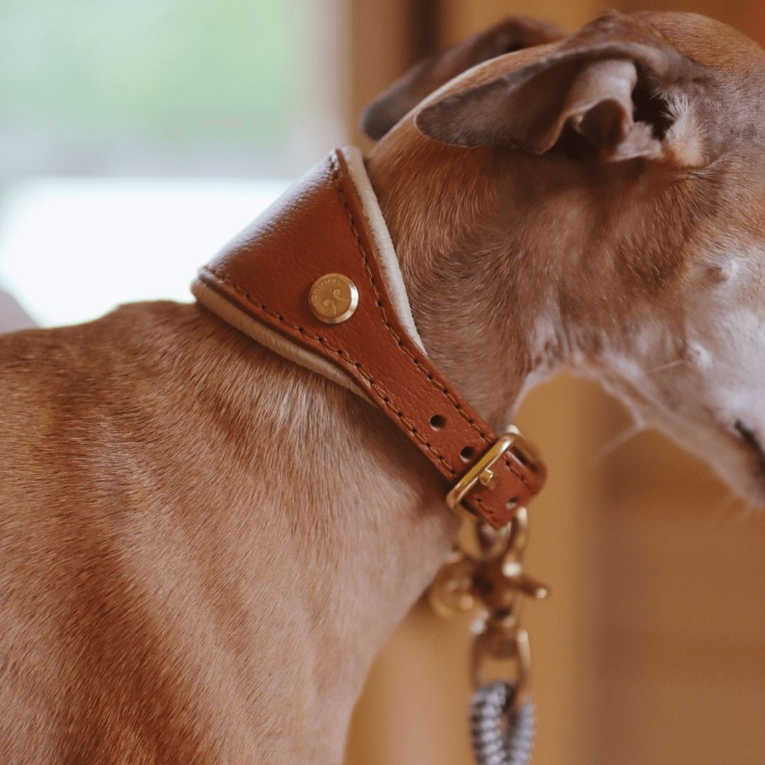 Dog wearing a brown leather collar with a gold tag