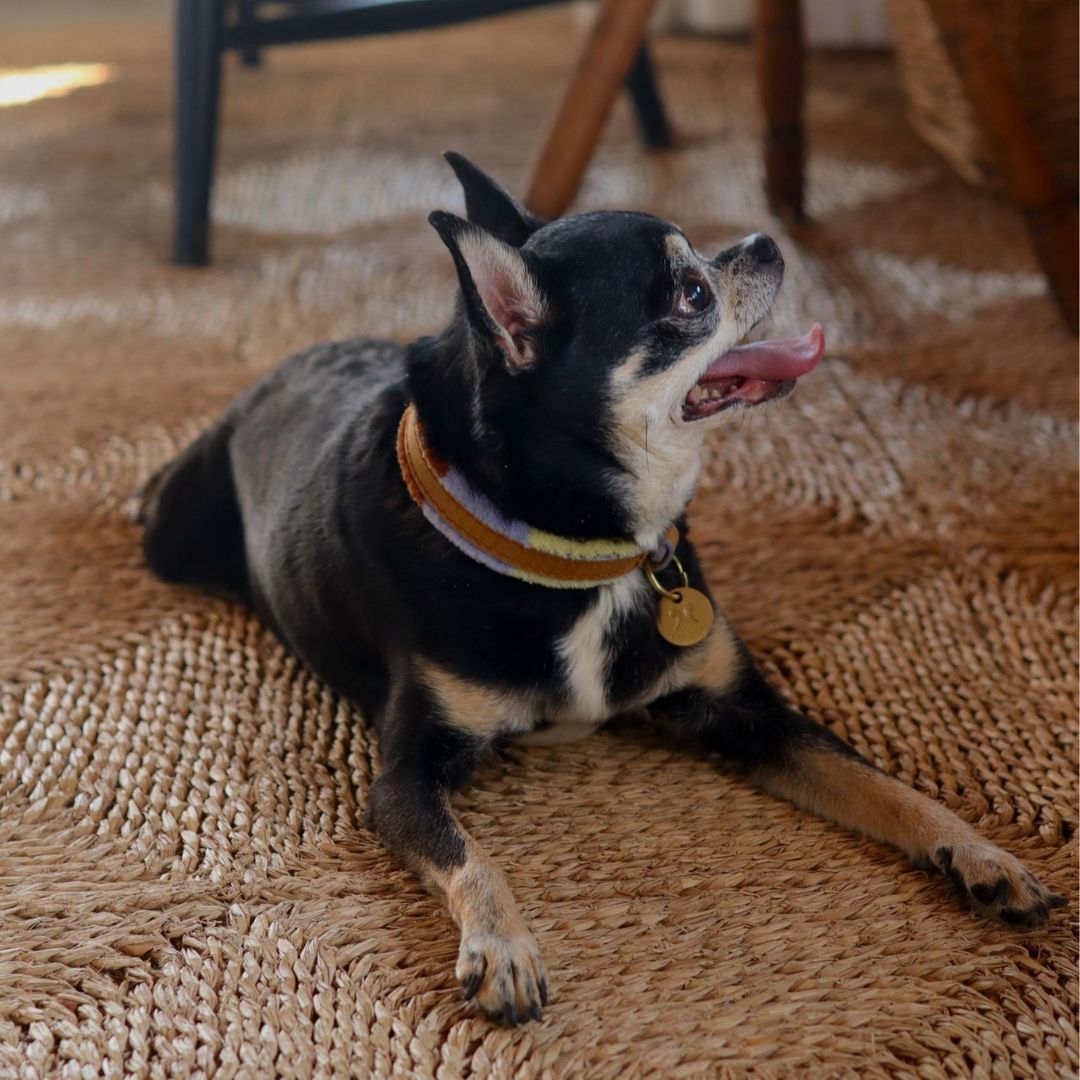 Adjustable Small Dog Collar | Pomm Pomm Summer