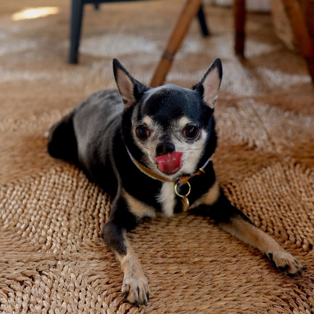 Adjustable Small Dog Collar | Pomm Pomm Summer
