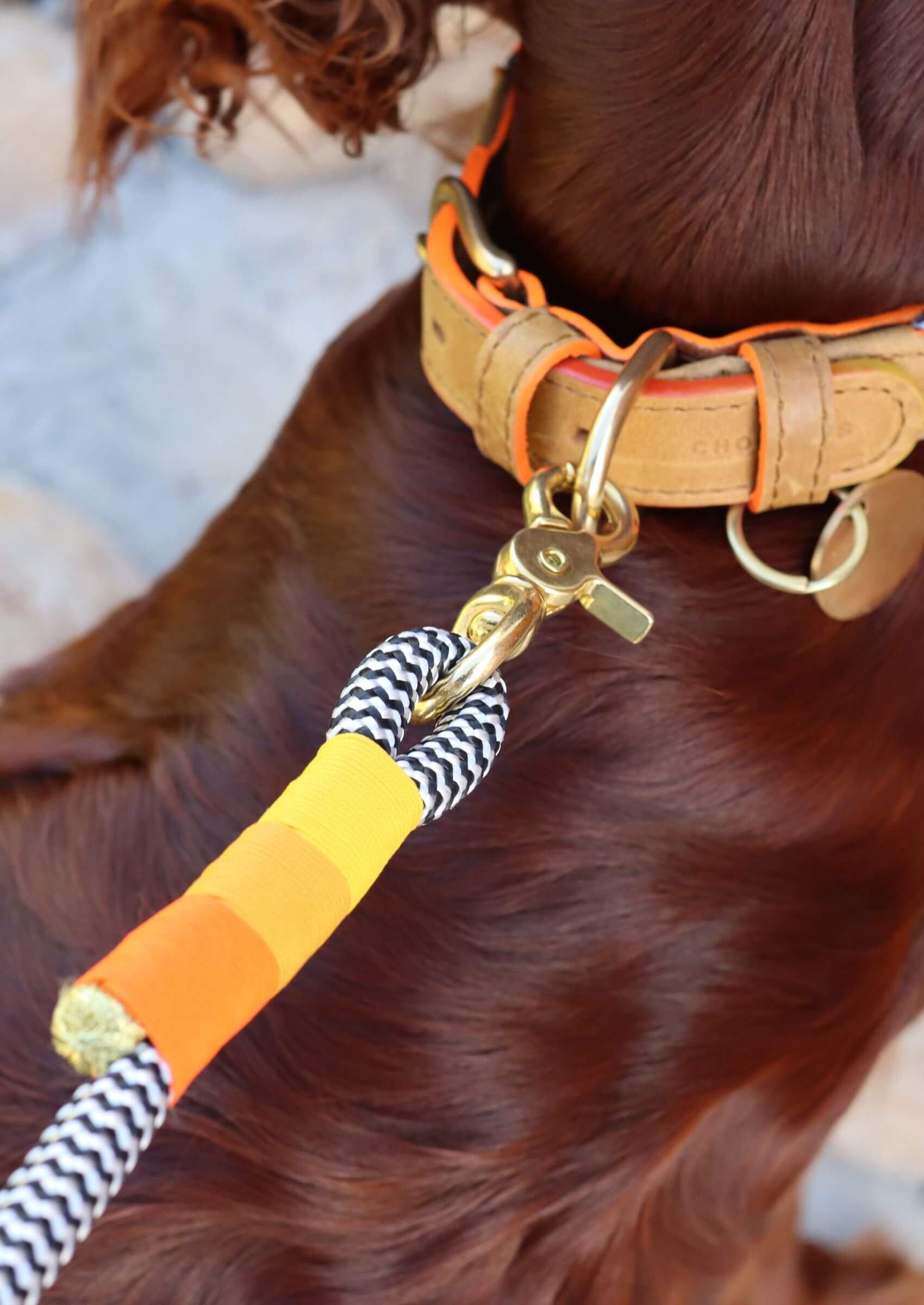 Adjustable Dog Collar | Instant Honey