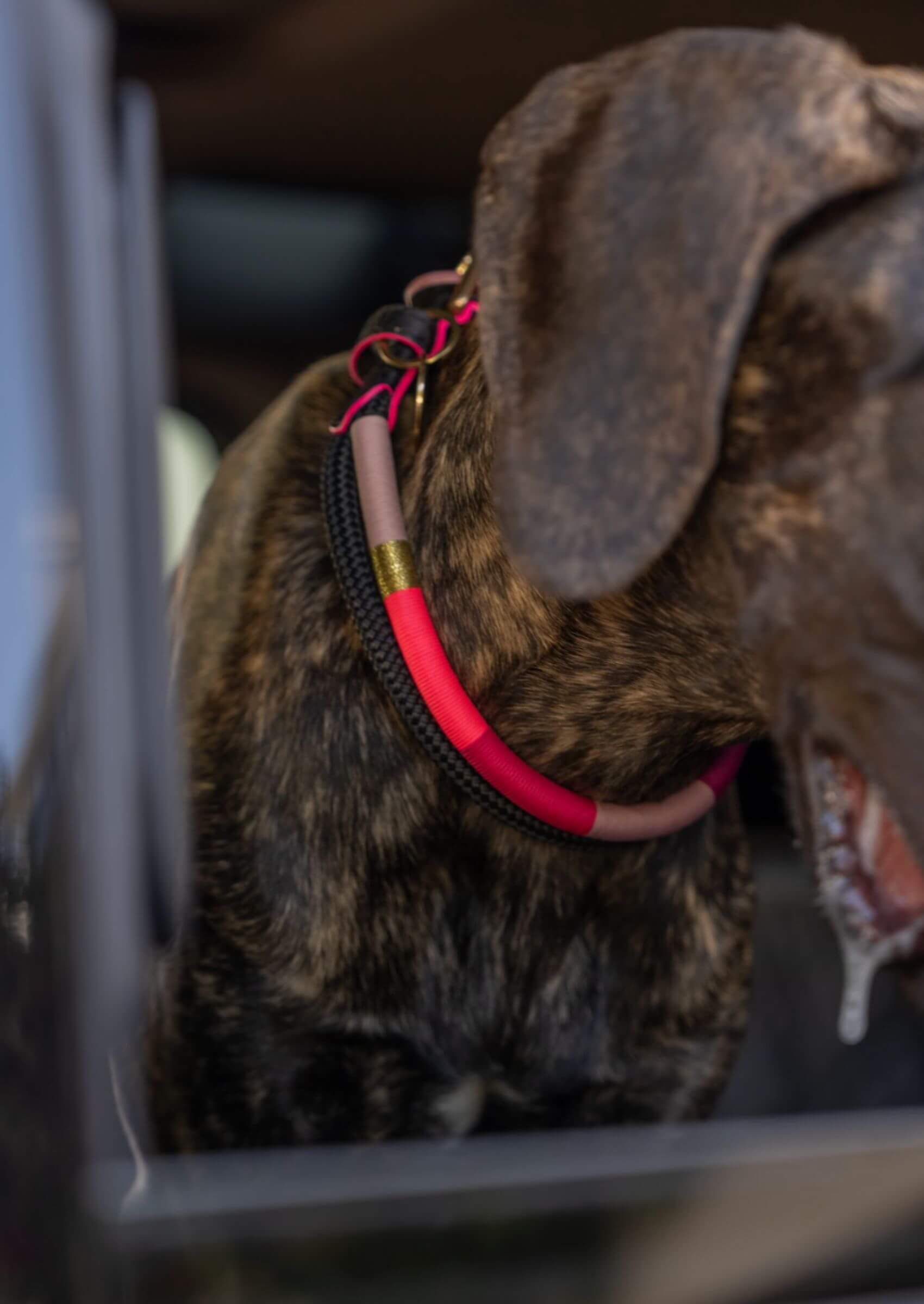 Chommies Adjustable Dog Collar | Pink Acid on Black