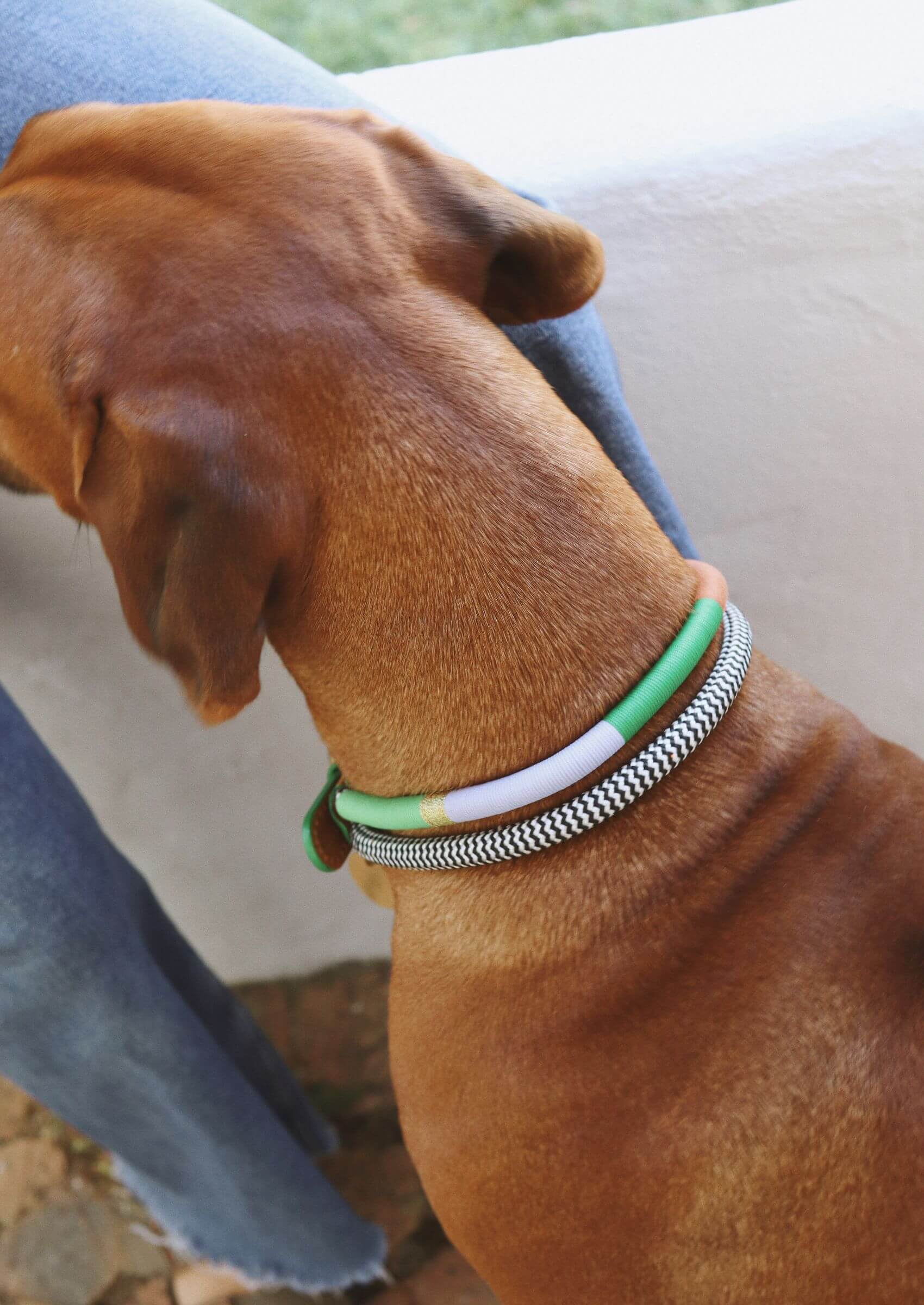 Chommies Adjustable Dog Collar | Spring Bark