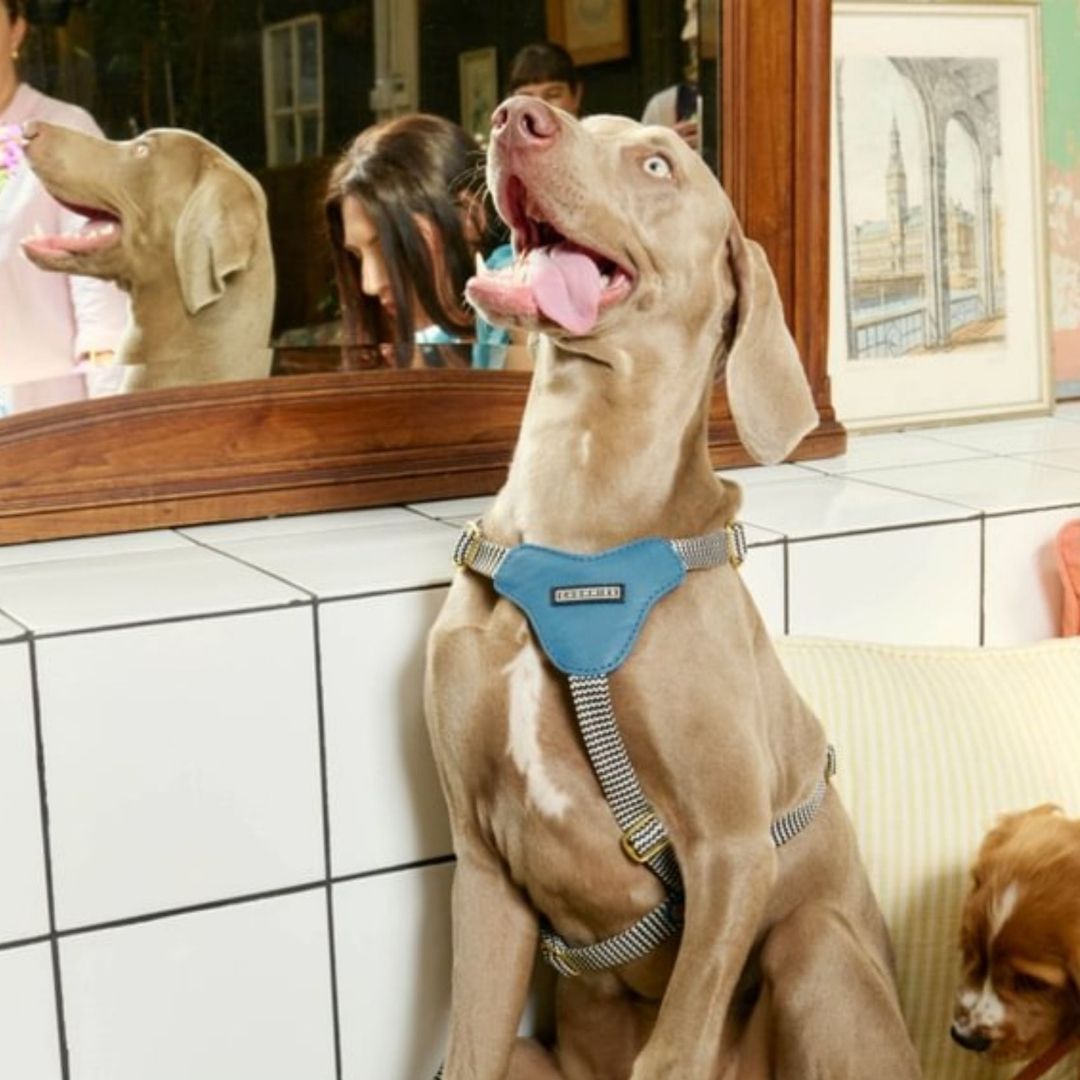 Leather Dog Harness | Bloublommetjie