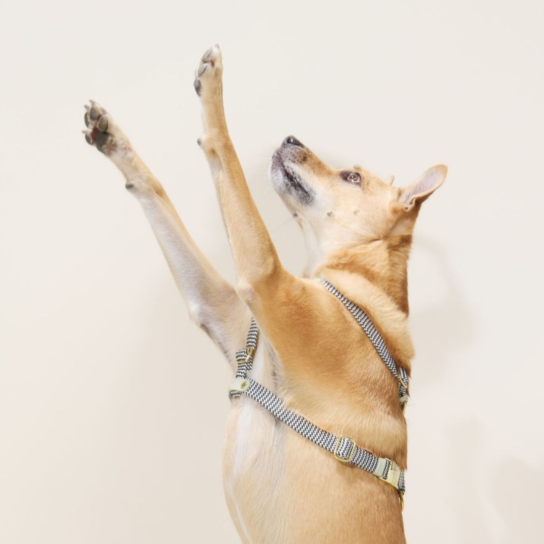 Leather Dog Harness | Buchu