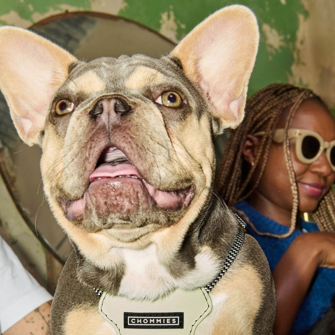 Leather Dog Harness | Buchu