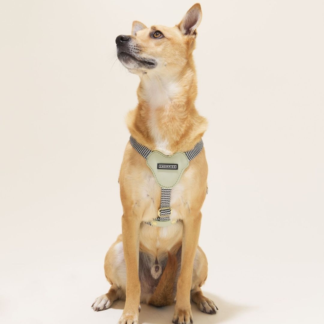 Leather Dog Harness | Buchu