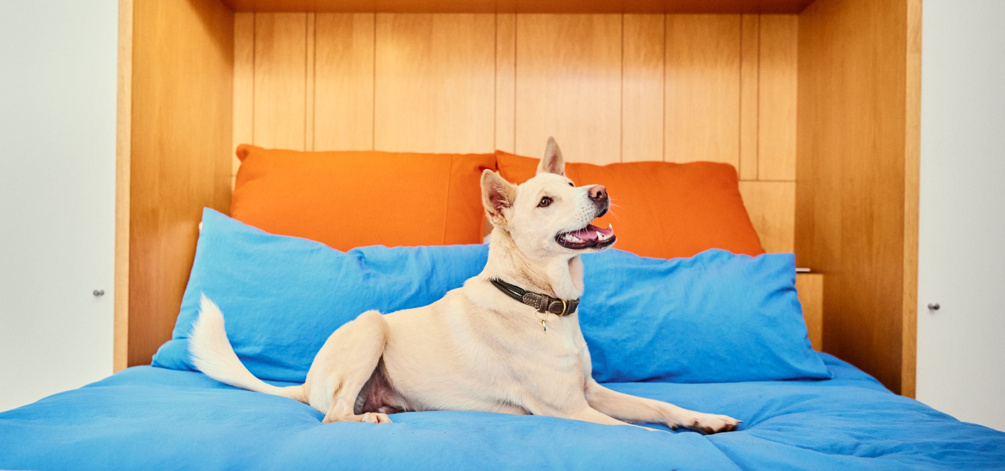 Dog sitting on a bed with blue and orange pillows