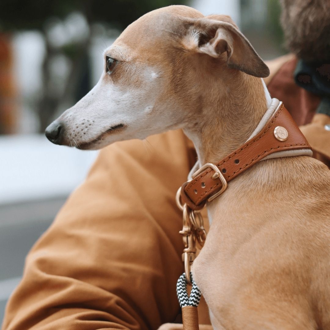 Dog wearing a brown leather collar with a person holding it, blurred background