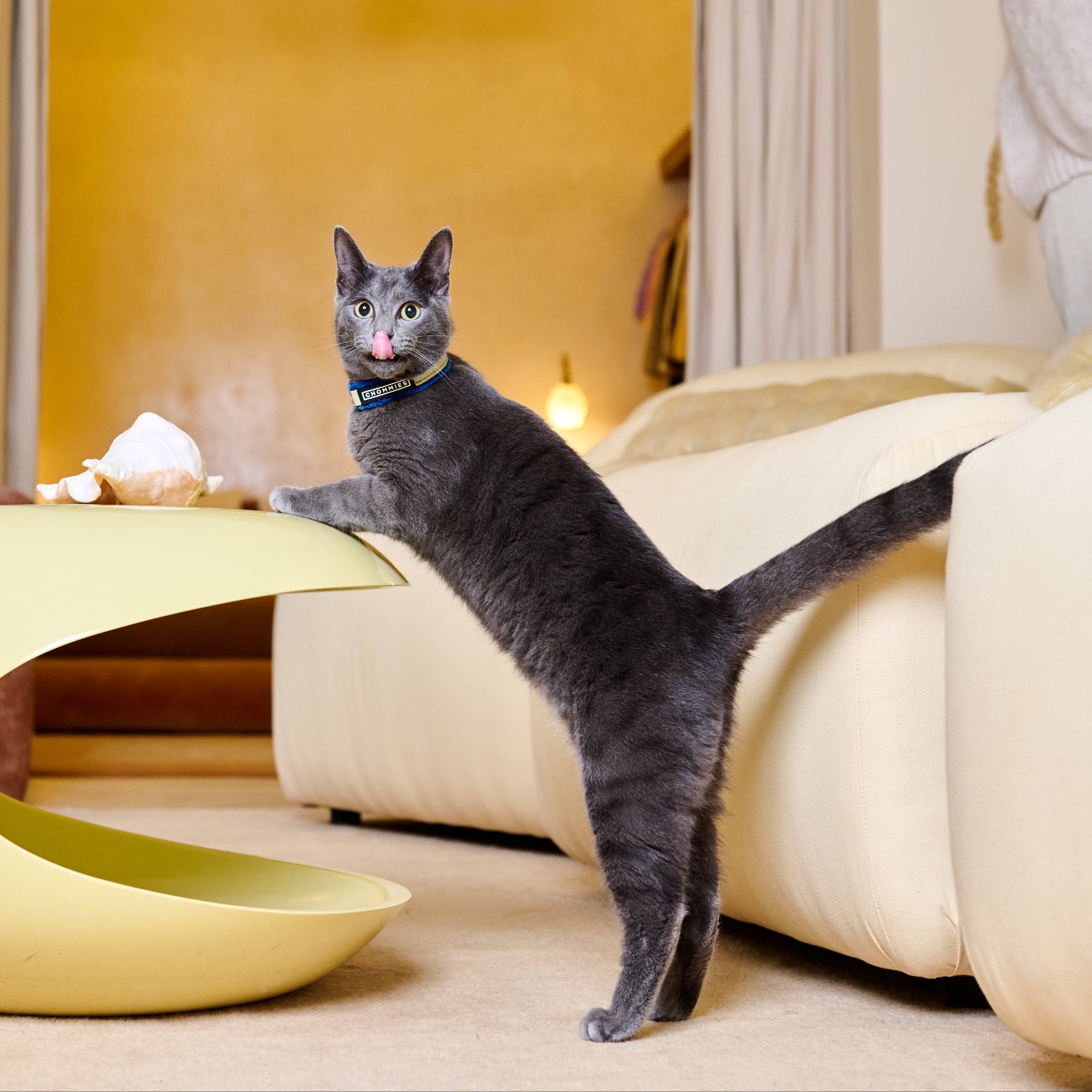 Cat standing on a modern yellow pet bed in a living room.