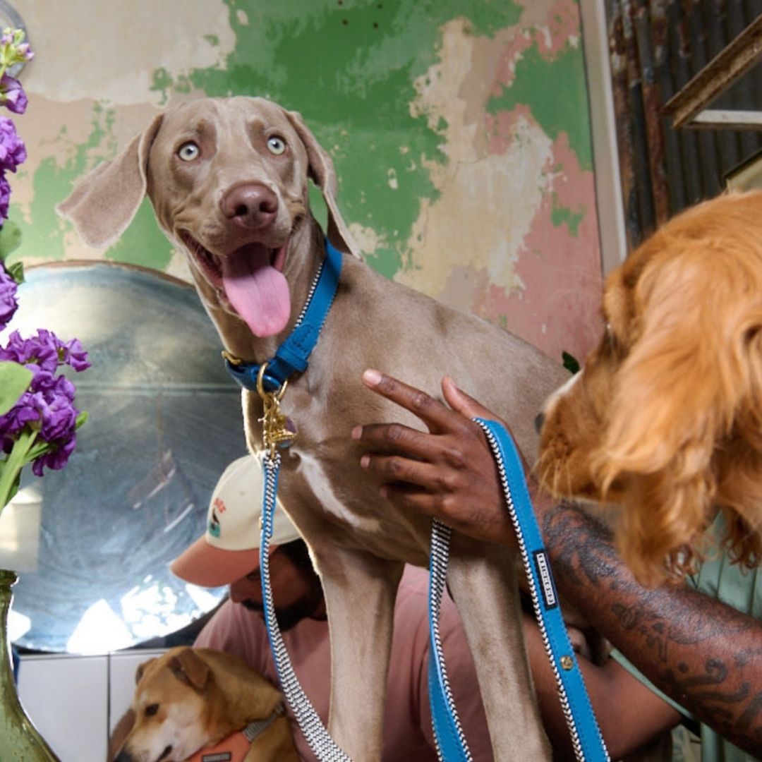 Everyday Leather Dog Leash | Bloublommetjie