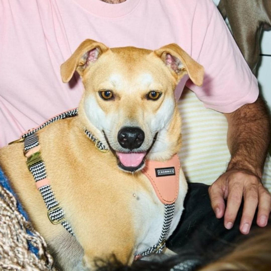 Leather Dog Harness | Apricot