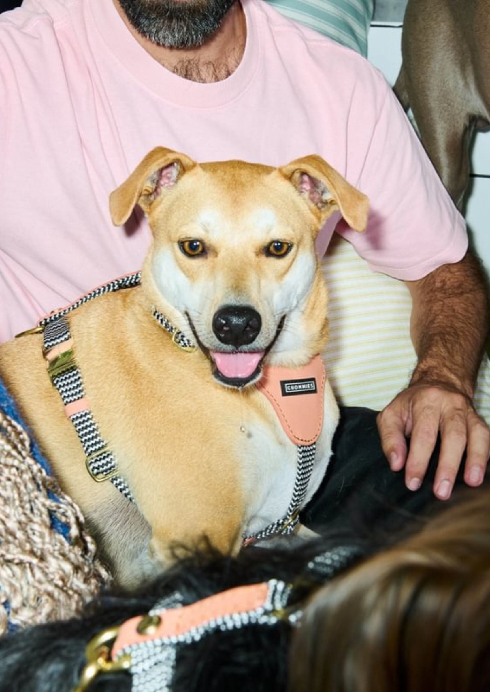 Leather Dog Harness | Apricot
