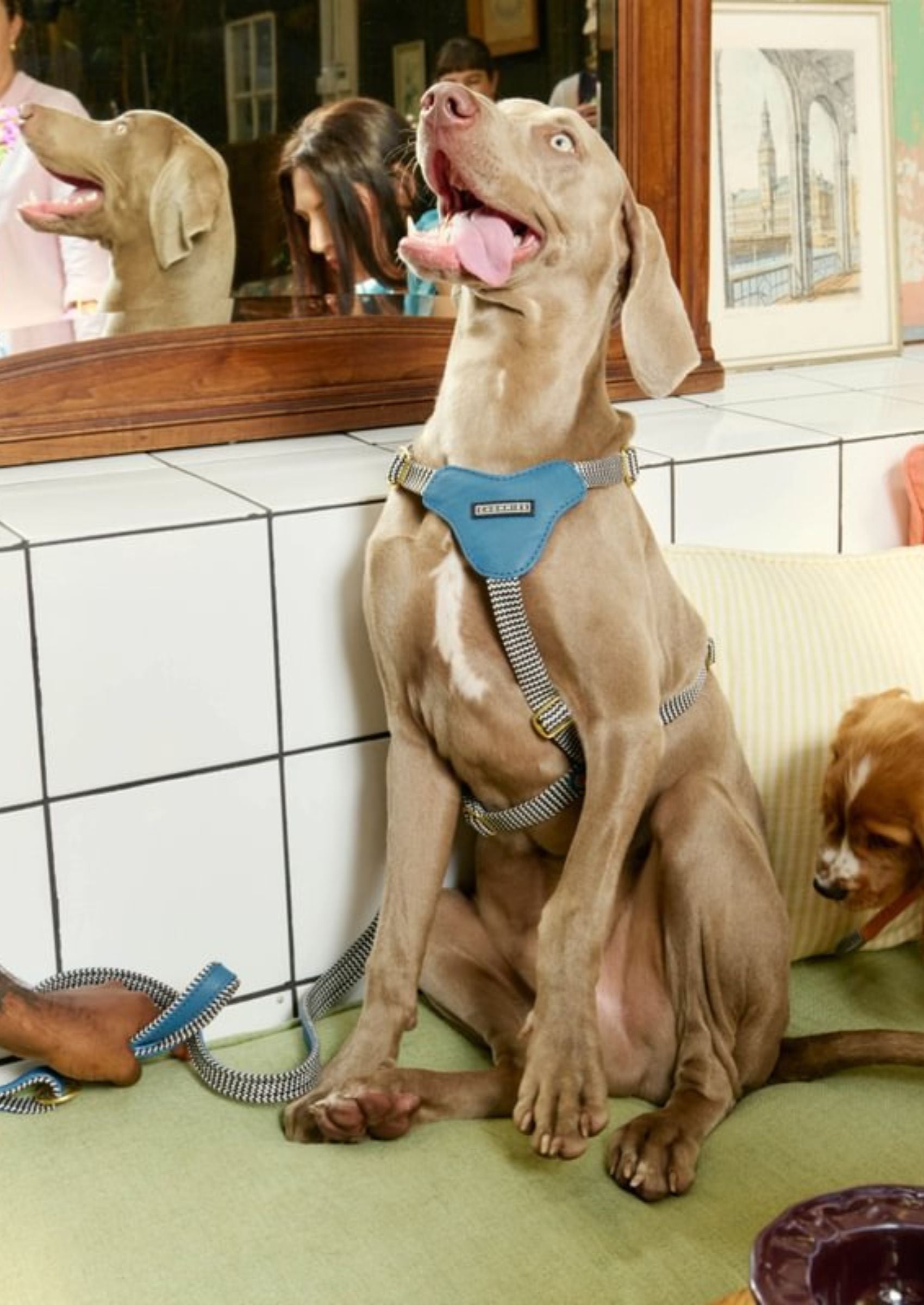 Leather Dog Harness | Bloublommetjie