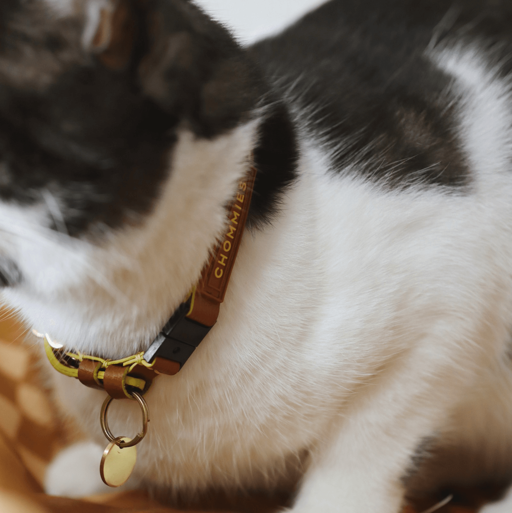 Chommies Adjustable Quick - Release Leather Cat Collar | Cognac West