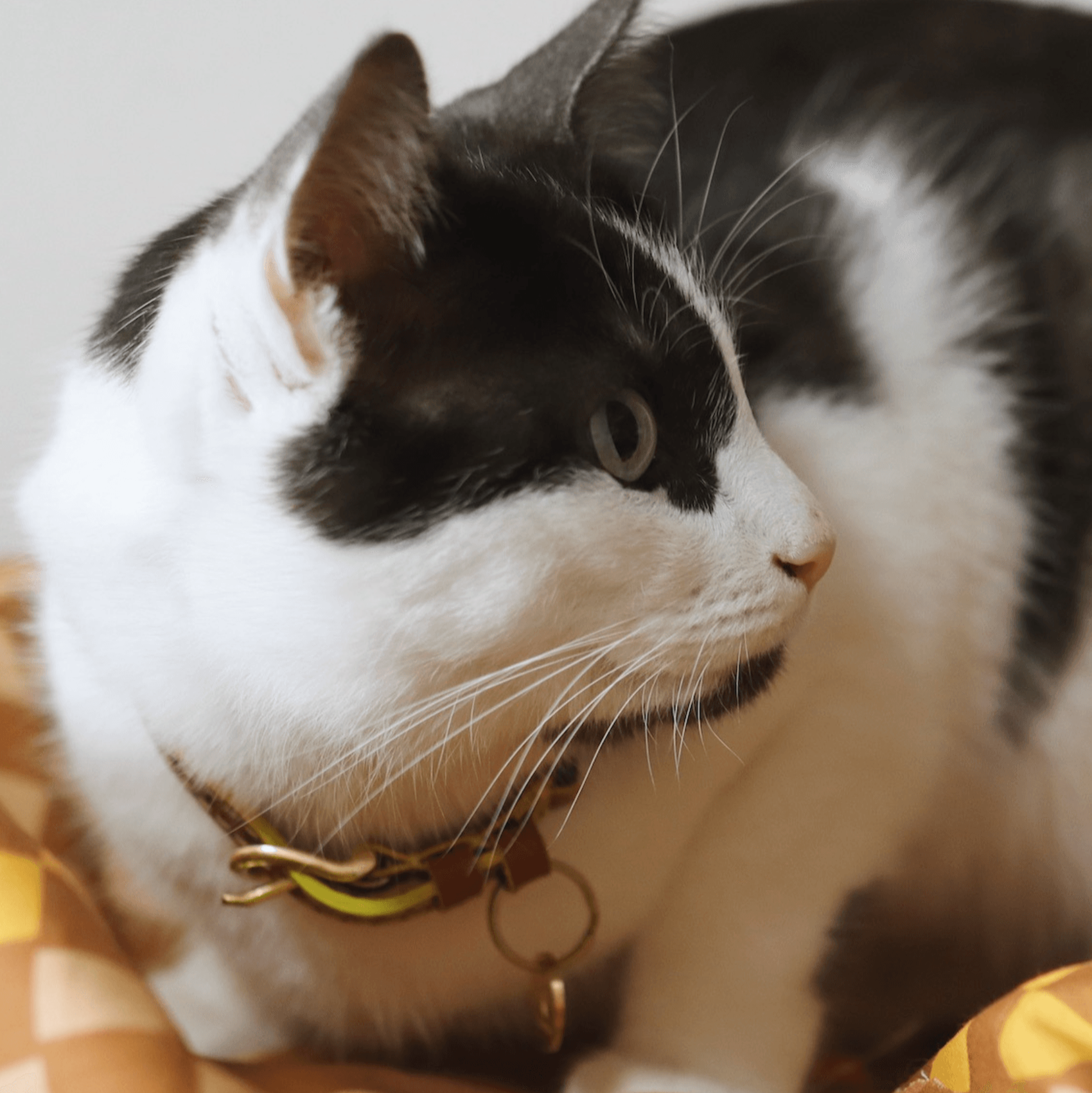 Chommies Adjustable Quick - Release Leather Cat Collar | Cognac West